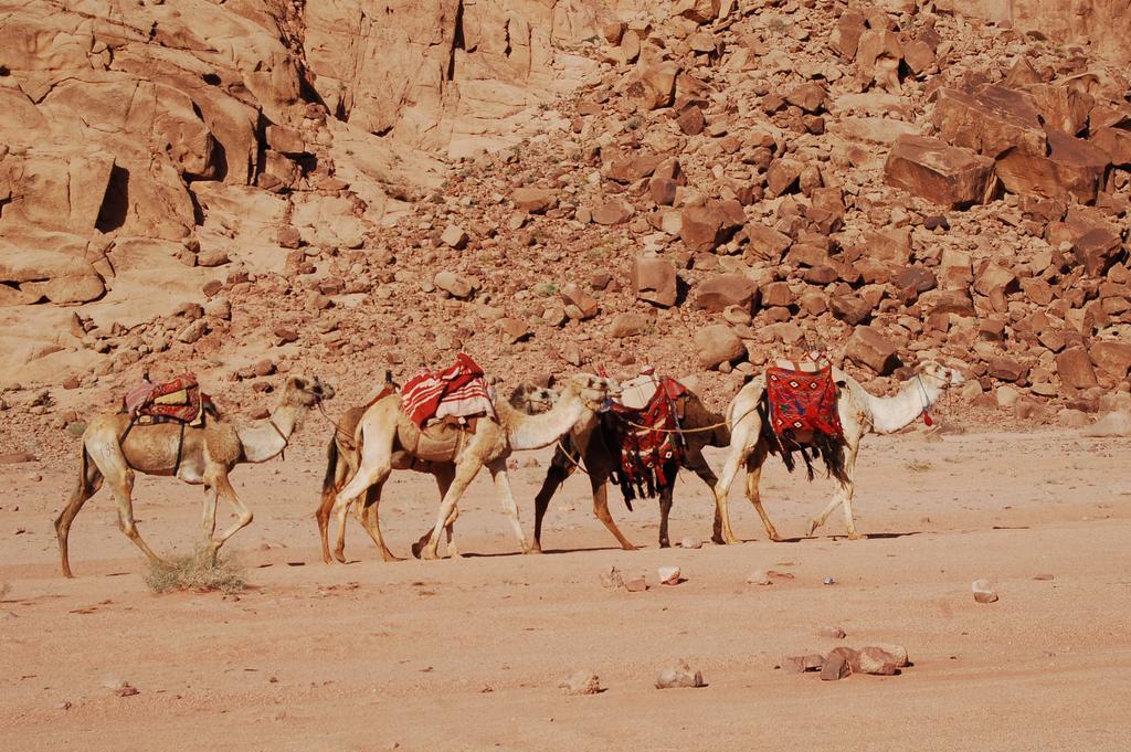 Wadi Rum Camp Exterior foto